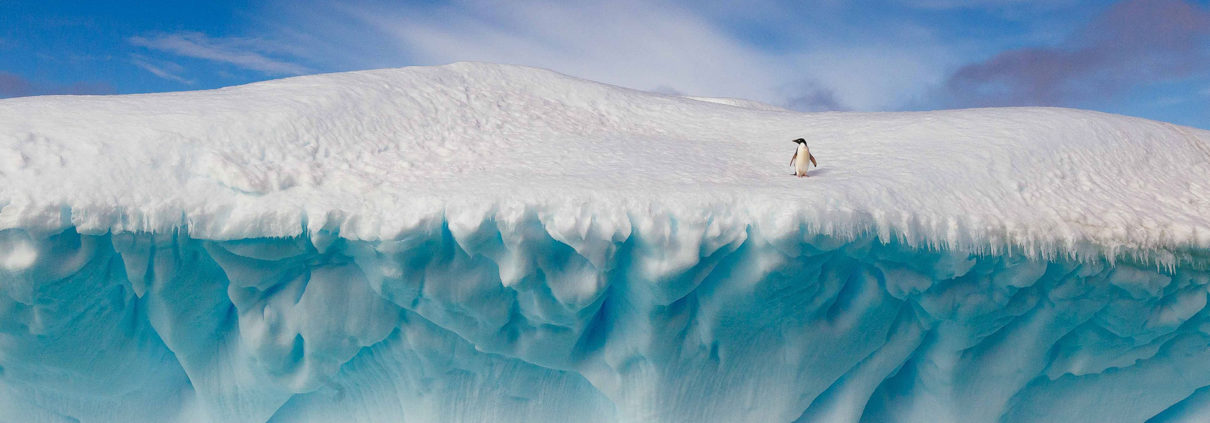 Antarctica Penguin