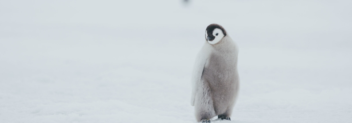 Antarctica Penguin