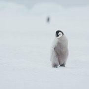 Antarctica Penguin