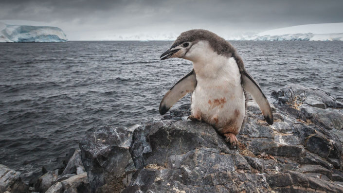 BLOG-SCIENCE-PENGUIN