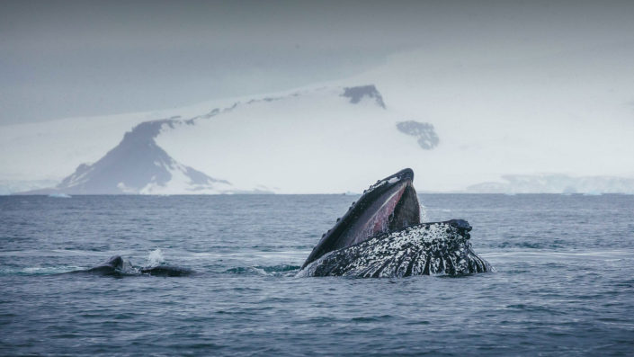 BLOG-SCIENCE-WHALES2