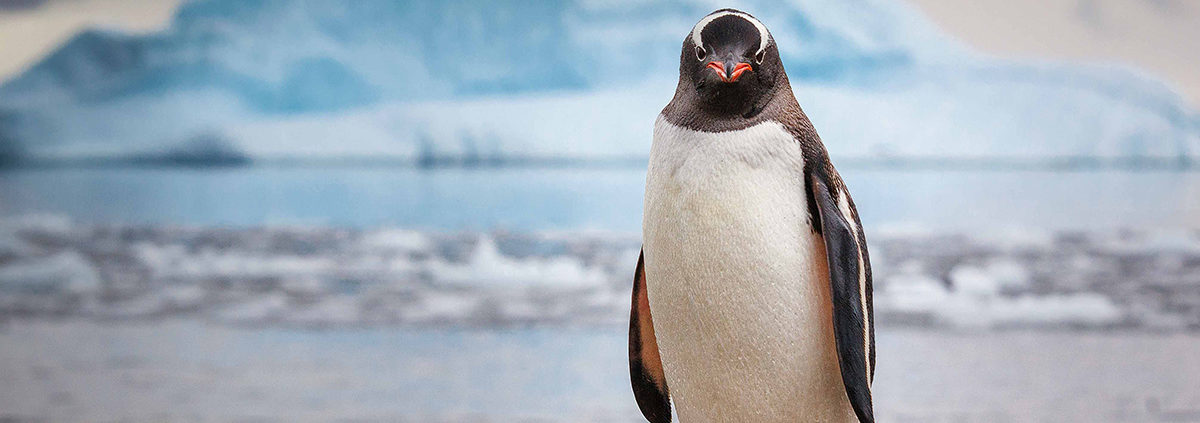 Gentoo penguin, Antarctica
