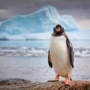 Gentoo penguin, Antarctica