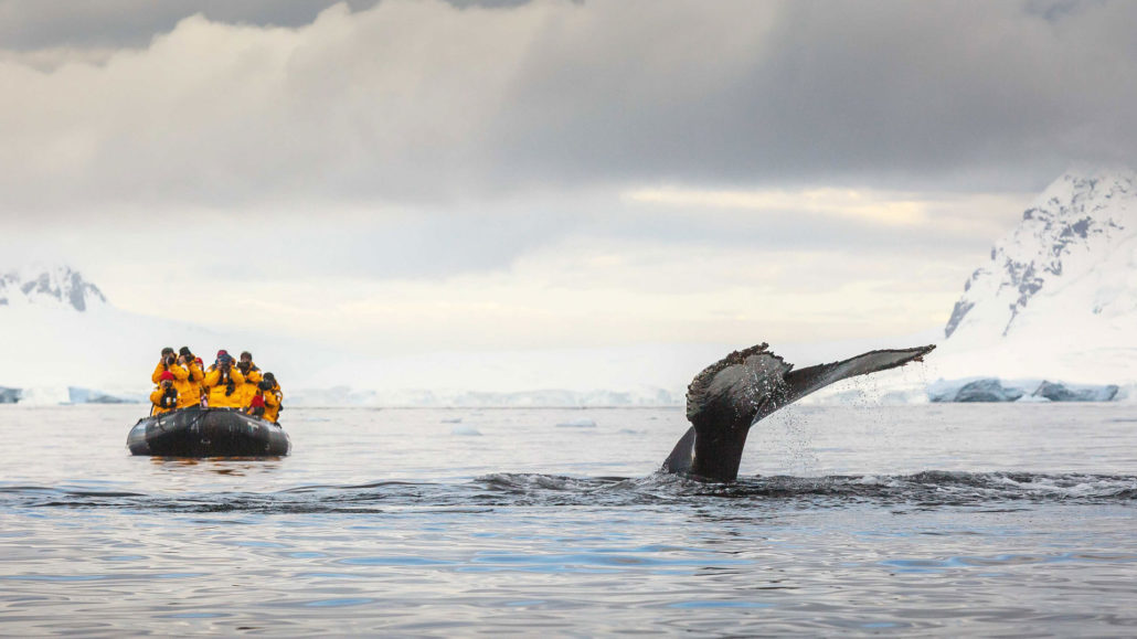 Humpback whale and Zodiac