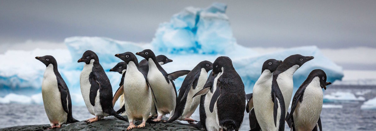 Adelie penguins
