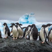 Adelie penguins