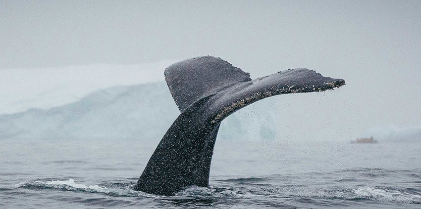 Humpback whale, Antarctica