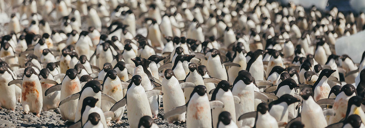 Adelie penguins, Brown Bluff, Antarctica