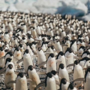 Adelie penguins, Brown Bluff, Antarctica
