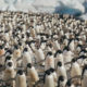 Adelie penguins, Brown Bluff, Antarctica