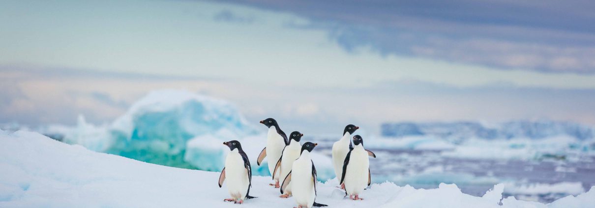 Adelie penguins, Antarctica