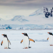 gentoo penguins