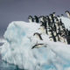 Adelie penguins diving