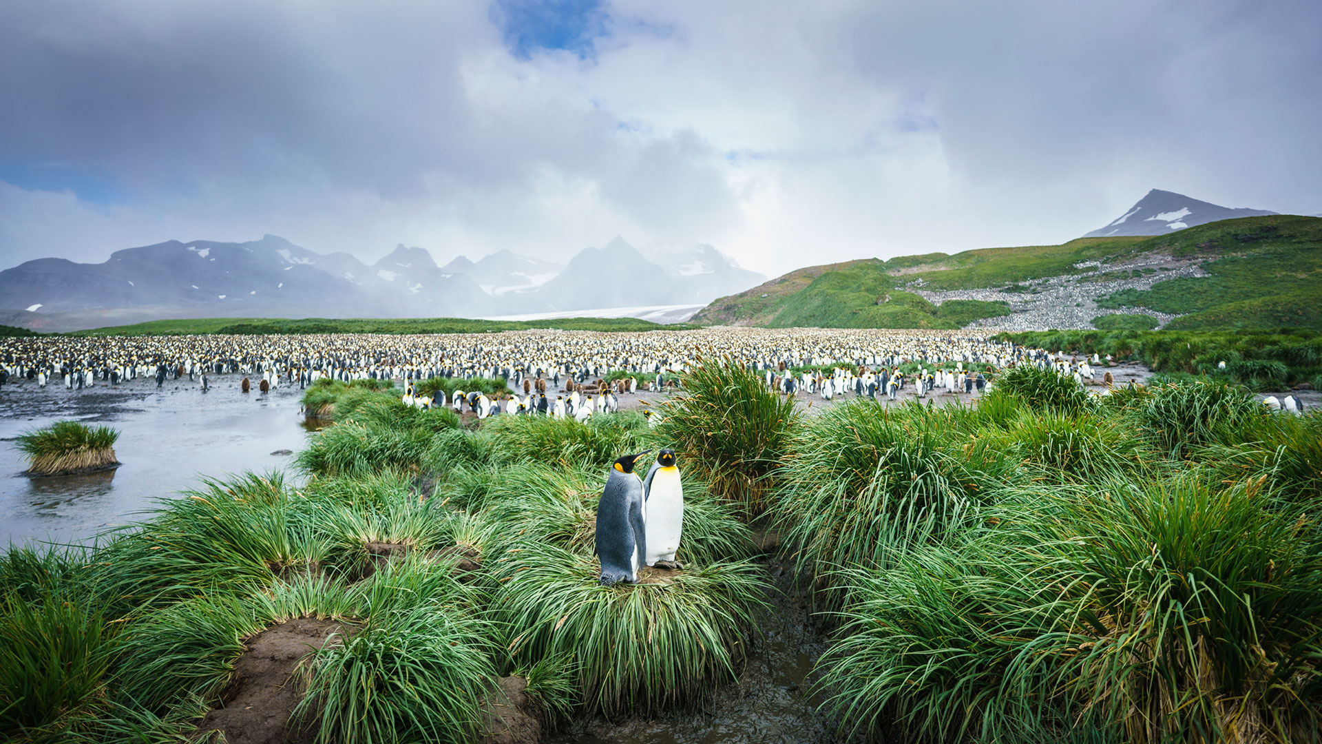 Falkland Islands – South Georgia – Antarctic Peninsula » Wayfinders