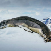 Leopard seal, Antarctica