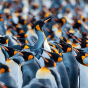 South Georgia and Falkland Islands