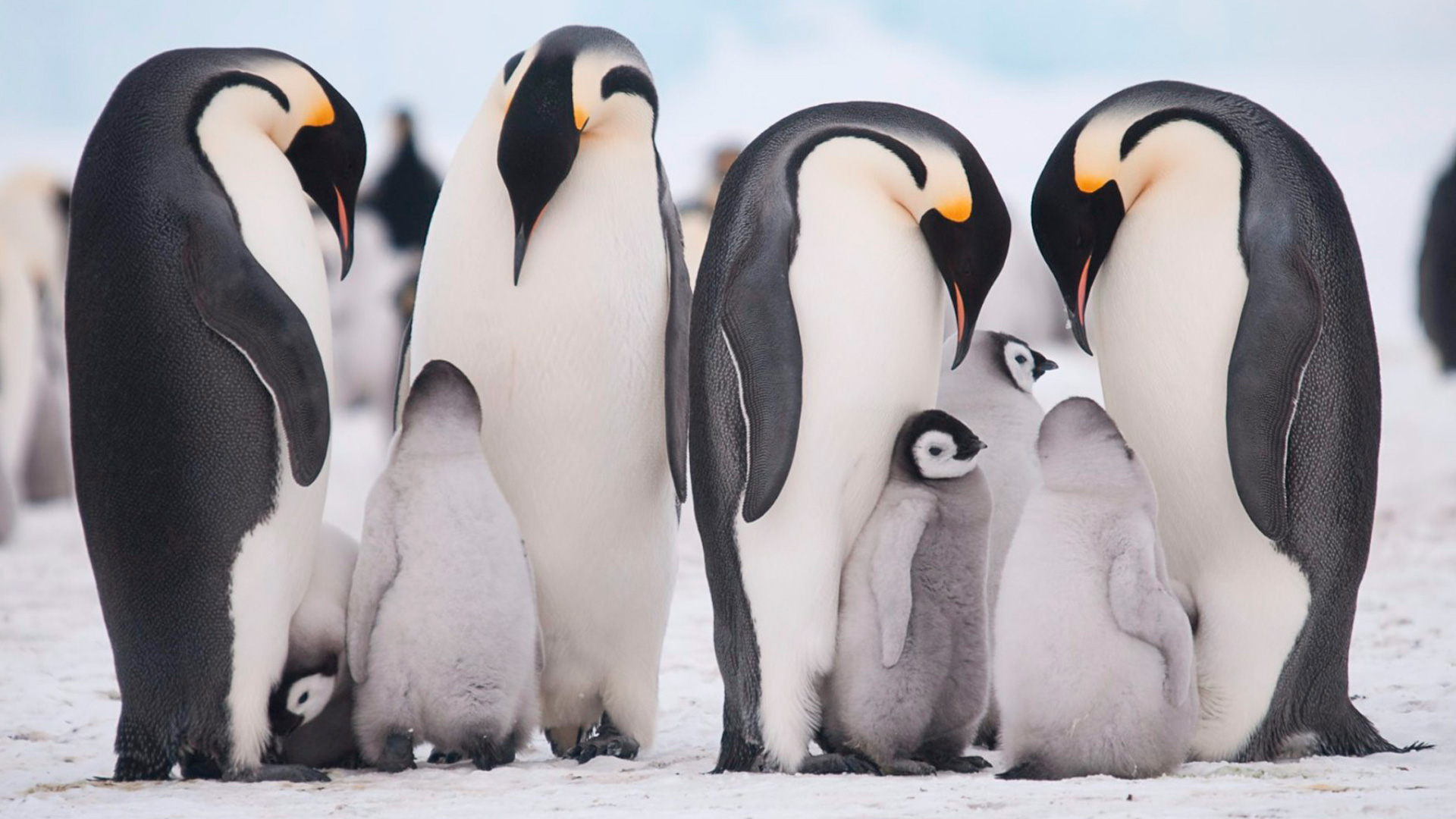 quark-exp-penguin-families