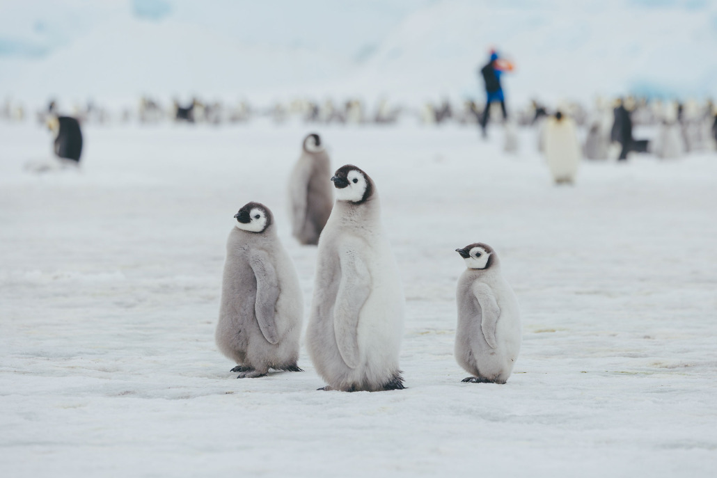 Antarctica Classic