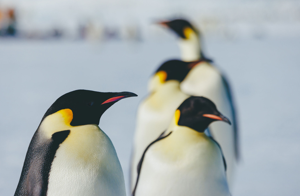 Weddell Sea